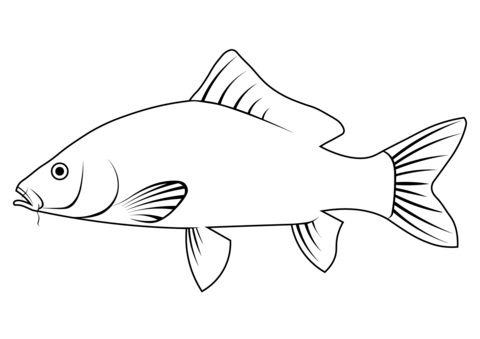 Amur Carp (Cyprinus Rubrofuscus) Coloring Page